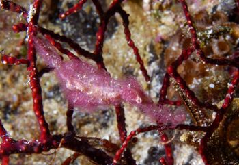 "hairy" Ghost Pipefish Milne Bay PNG. A rare sighting, th... by Andy Lerner 